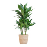 Livraison plante Dracaena Janet Lindt et son pot