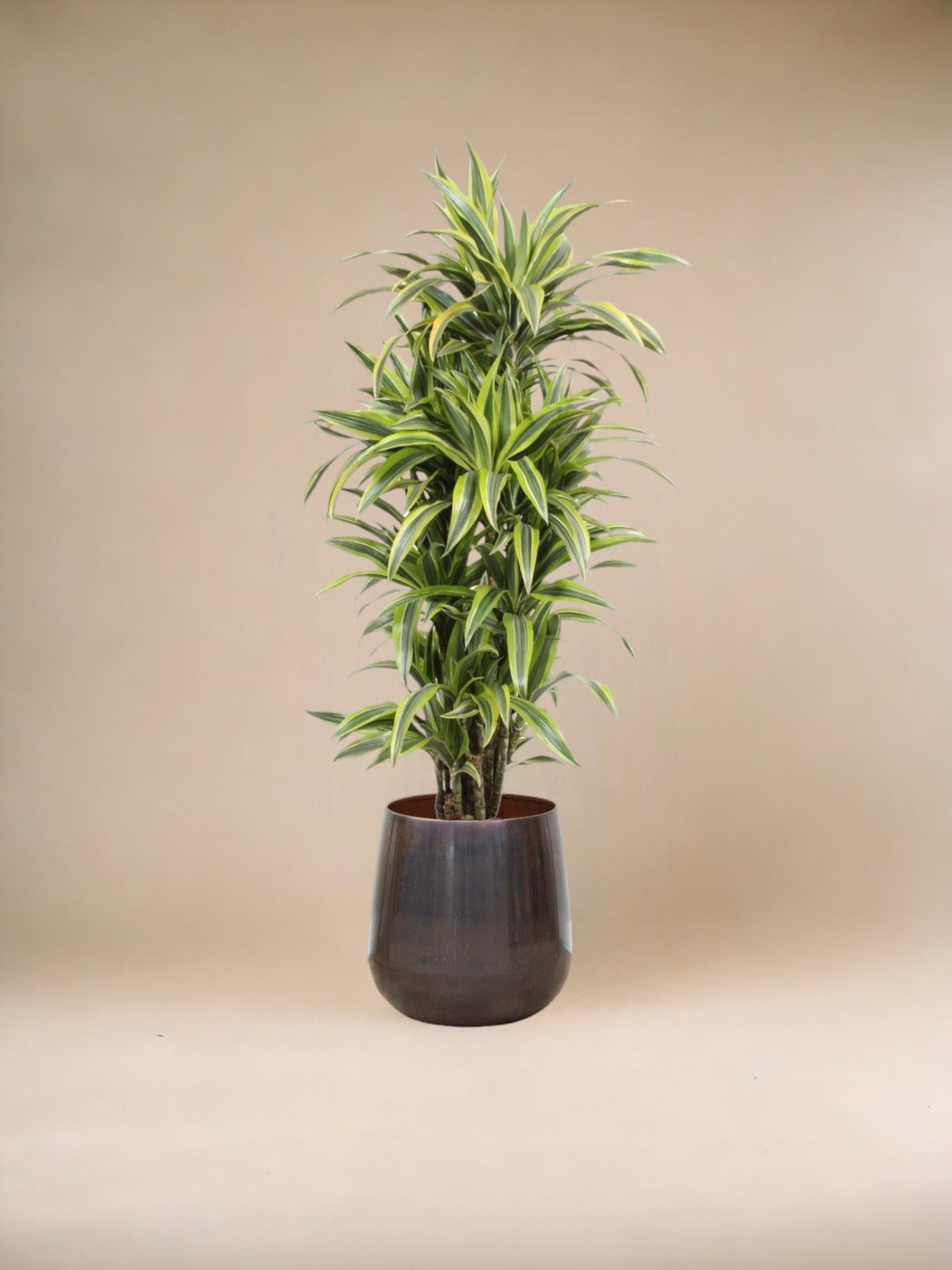 Livraison plante Dracaena Lemon Lime