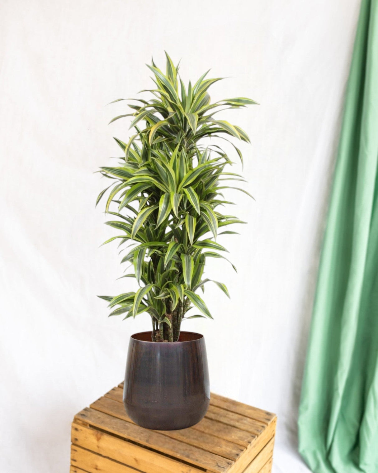 Livraison plante Dracaena Lemon Lime