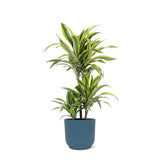 Livraison plante Dracaena Lemon Lime et son pot