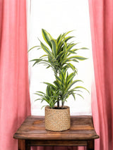 Livraison plante Dracaena Lemon Lime et son pot