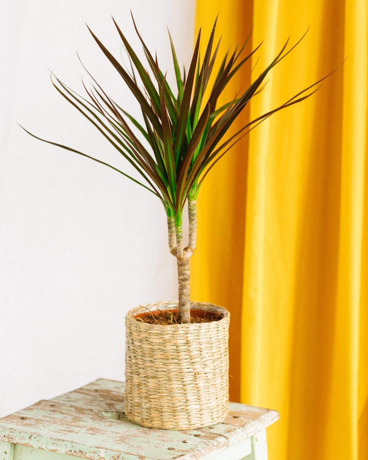 Livraison plante Dracaena Magenta