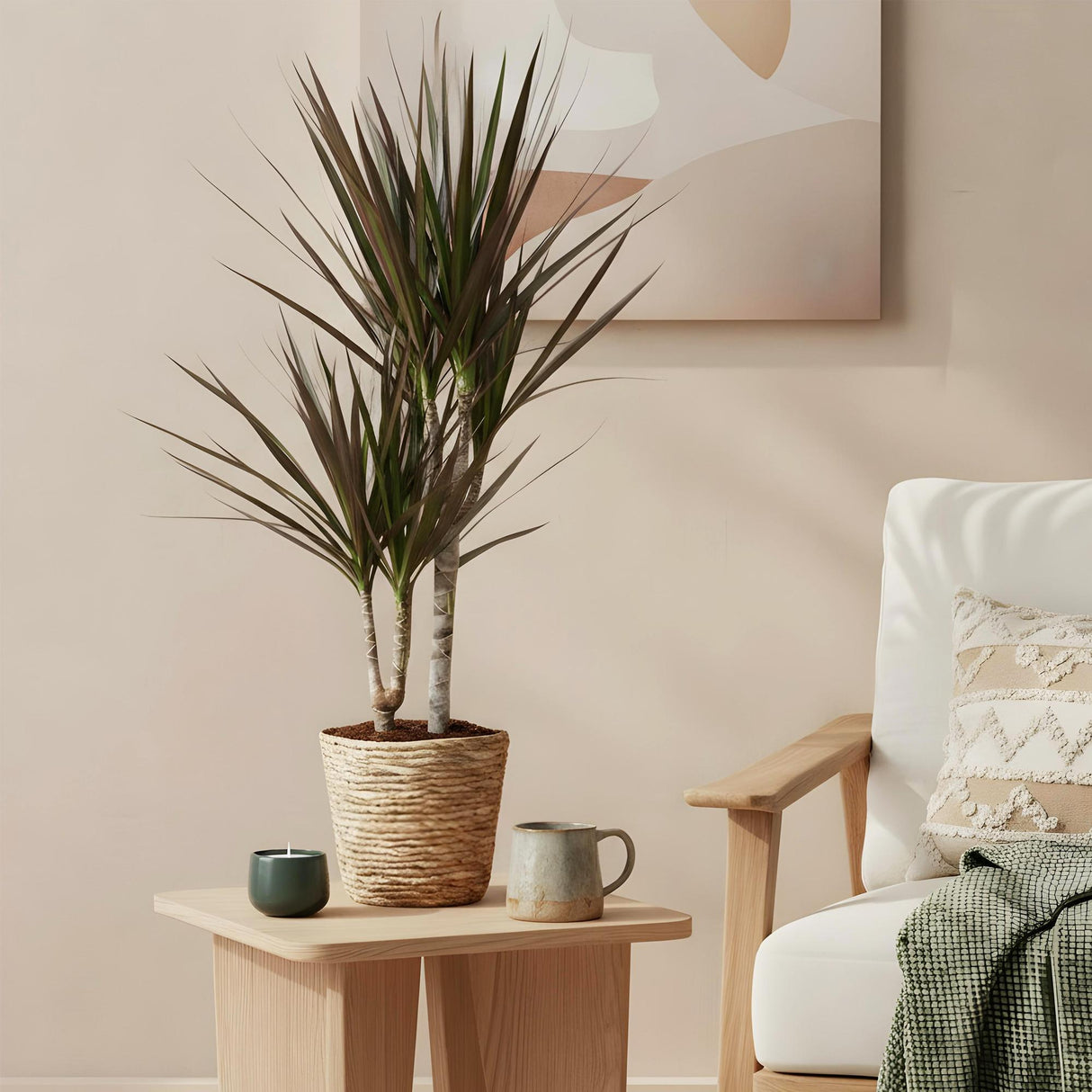 Livraison plante Dracaena Magenta – Lot de 2 – Pot 17 cm – Hauteur 70 - 80 cm