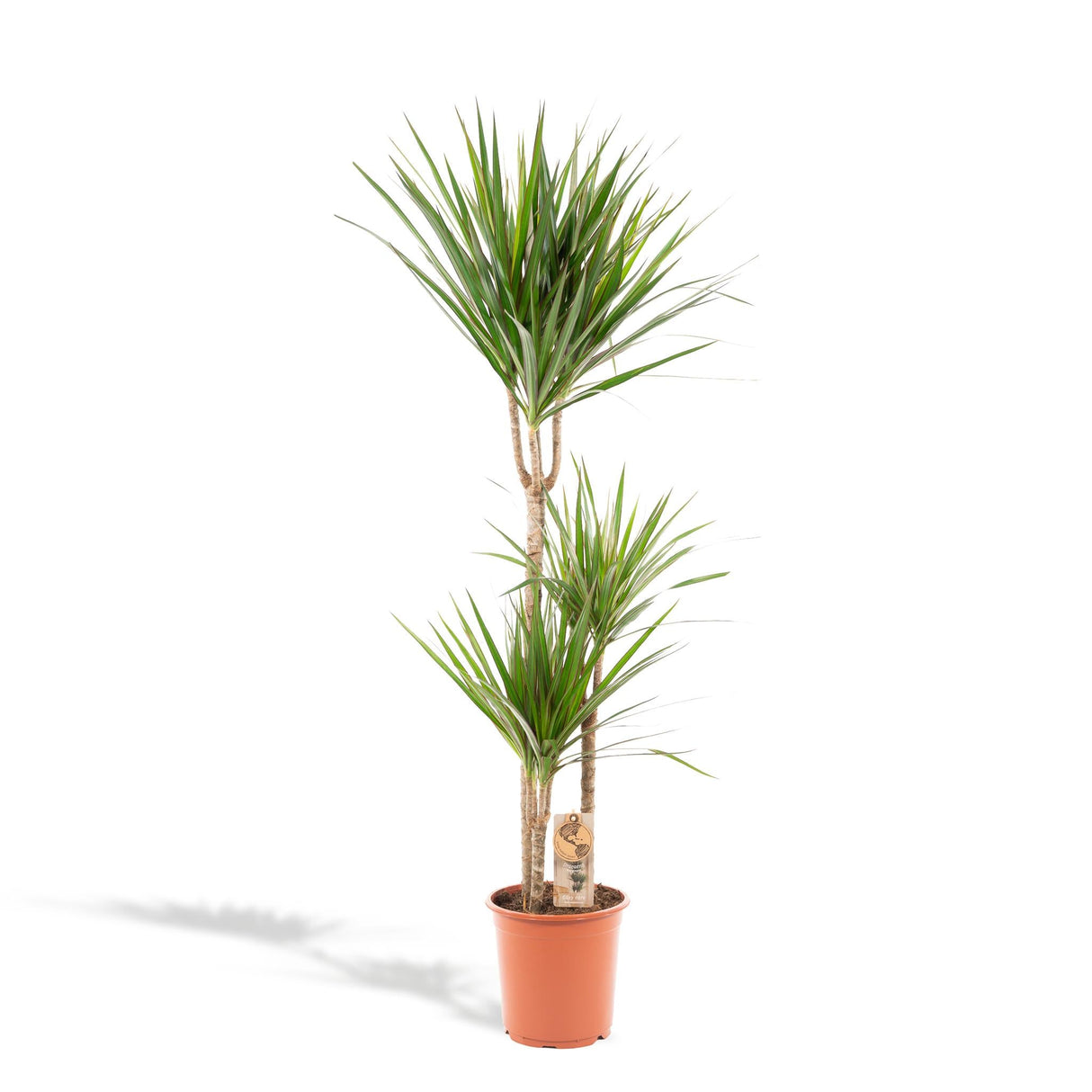 Livraison plante Dracaena Marginata