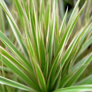 Livraison plante Dracaena Marginata Bicolor et panier H75 cm