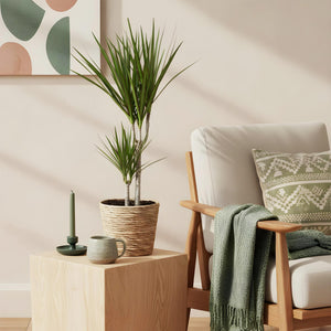 Livraison plante Dracaena Marginata et panier H75cm