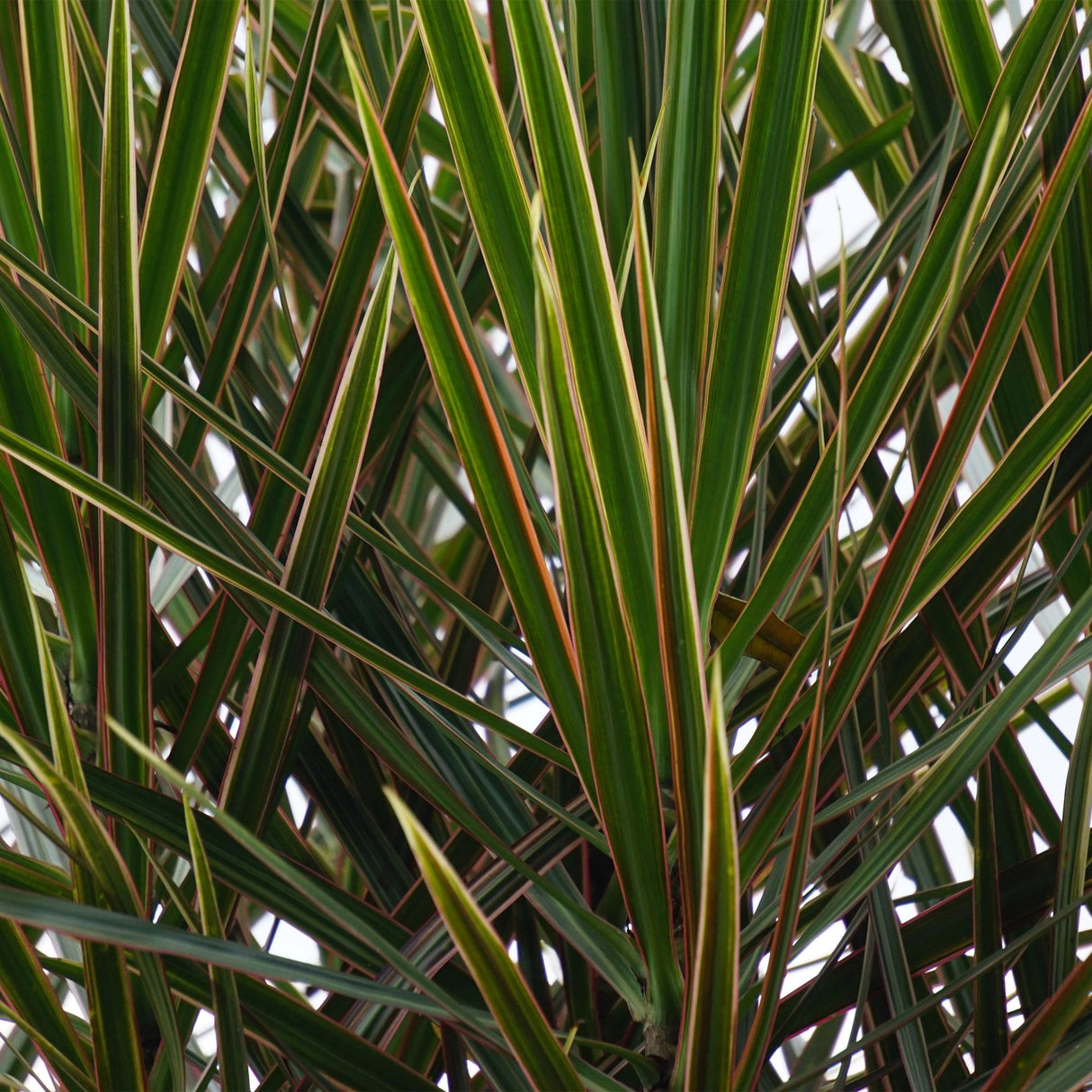 Livraison plante Dracaena Marginata et pot H95 cm