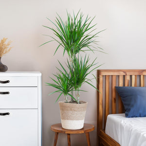 Livraison plante Dracaena Marginata et son pot