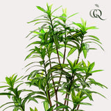 Livraison plante Dracaena plante artificielle - h130cm, Ø14cm