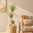 Livraison plante Dracaena Sunray – Lot de 1