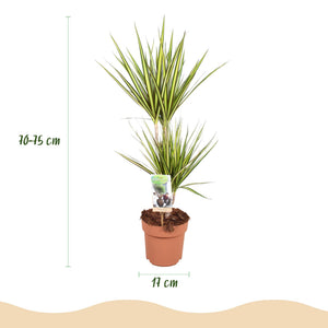 Livraison plante Dracaena Sunray – Lot de 2 – Pot 17 cm – Hauteur 70 - 75 cm
