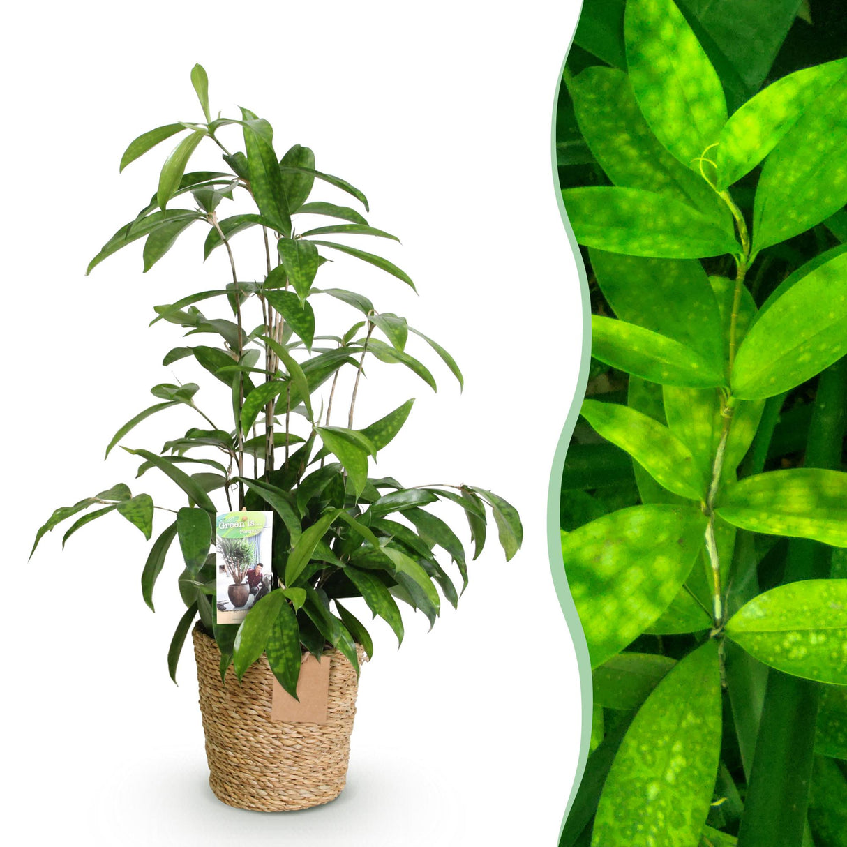 Livraison plante Dracaena surculosa et panier H65 cm