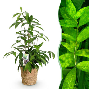 Livraison plante Dracaena surculosa et panier H65 cm