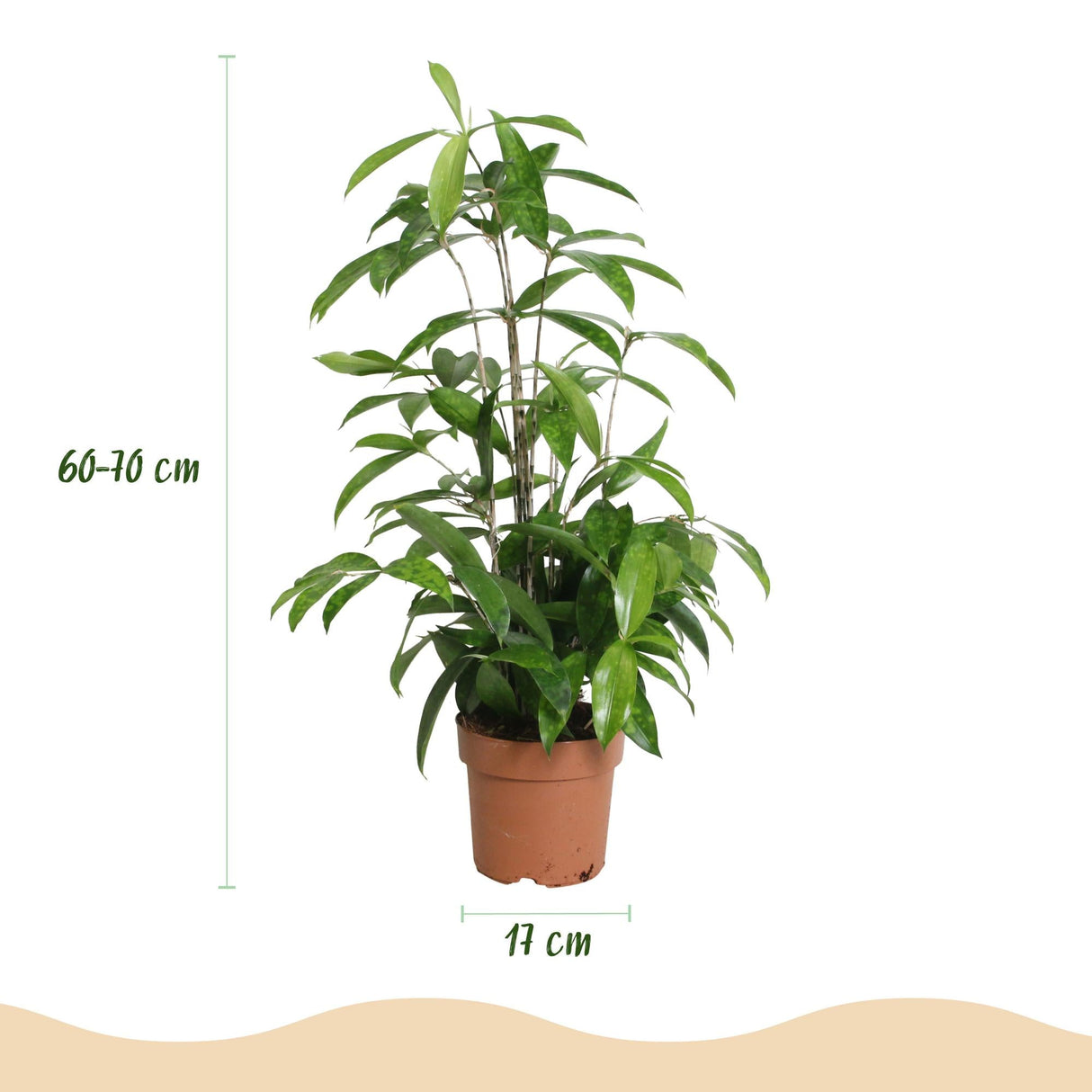 Livraison plante Dracaena surculosa – Lot de 1 – Pot 17 cm – Hauteur 60 - 70 cm