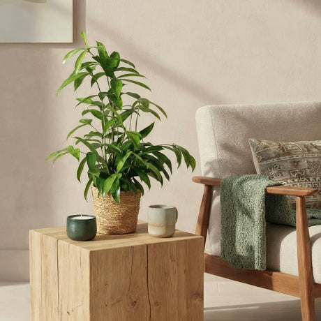 Livraison plante Dracaena surculosa – Lot de 2 – Pot 17 cm – Hauteur 60 - 70 cm