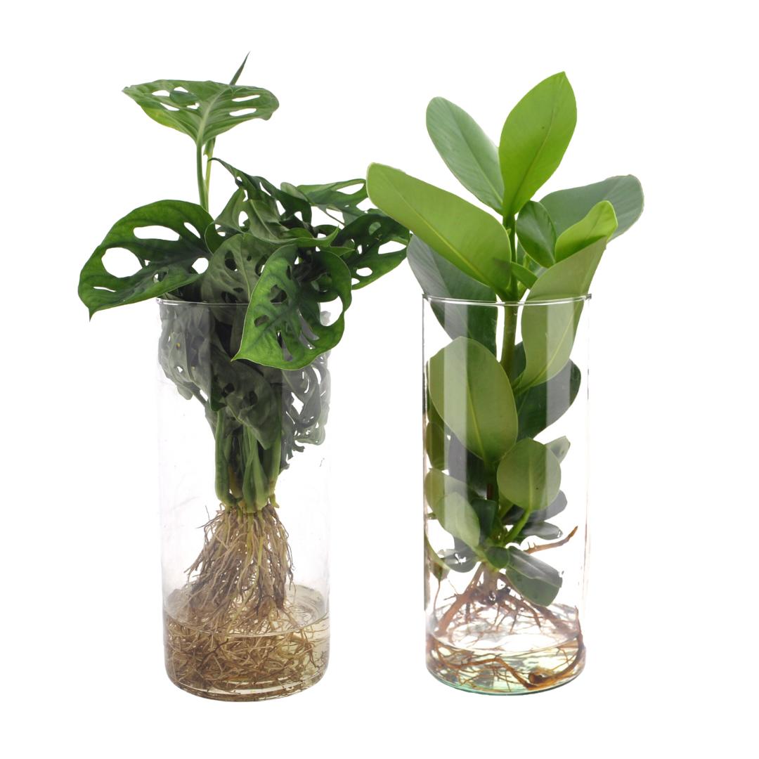 Livraison plante Duo de plantes en hydroculture