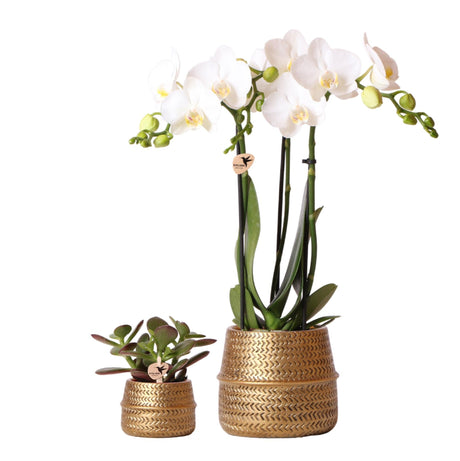 Livraison plante Duo Orchidée Phalaenopsis blanche et Crassula Ovata et leurs caches - pots en céramique doré