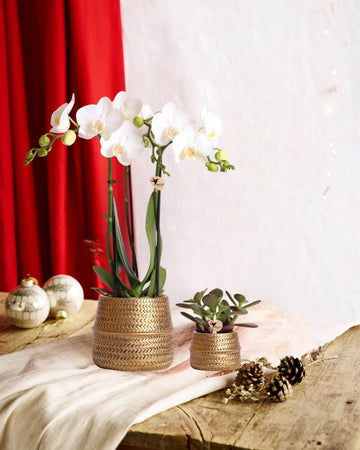 Duo White Phalaenopsis Orchid og Crassula Ovata og deres guldkeramiske plantekasser