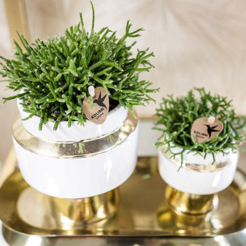 Duo Rhipsalis og deres gyldne plantepotter