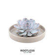 Livraison plante Echeveria Lilacina Sans Racines - Coupe Taupe