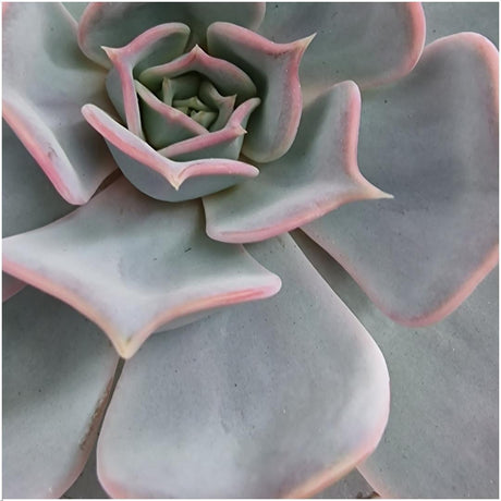 Livraison plante Echeveria Lilacina sans racines en coupelle noire (Ø20cm)