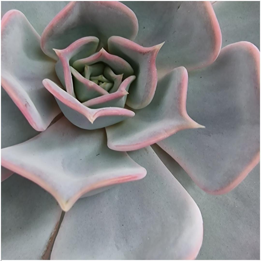 Livraison plante Echeveria Lilacina Sans Racines sur Support Noir