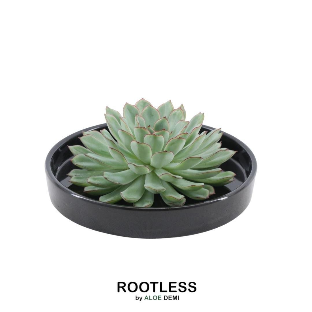 Livraison plante Echeveria Pulidonis Sans Racines