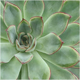 Livraison plante Echeveria Pulidonis Sans Racines