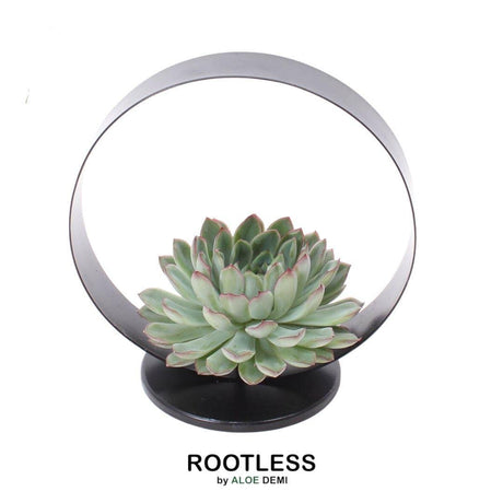 Livraison plante Echeveria Pulidonis sans racines sur support métal Ø20 cm - Hauteur 20 cm