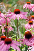Purpursolhat (Echinacea purpurea) 'Magnus'