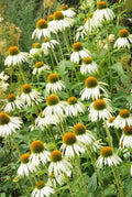 Purpurslårhør (Echinacea purpurea) 'White Swan'