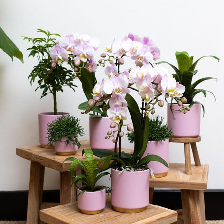 Livraison plante Ensemble de plantes vertes avec orchidée rose et accessoires