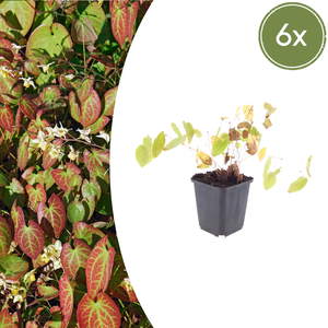 Livraison plante Epimedium niveum