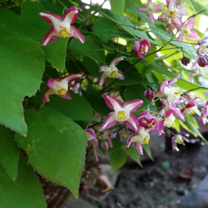 Livraison plante Epimedium rubrum