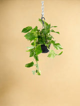 Livraison plante Epipremnum Marble Queen - Scindapsus - 25cm - Ø15