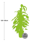 Livraison plante Epipremnum Pinnatum ‘Albo Variegata’