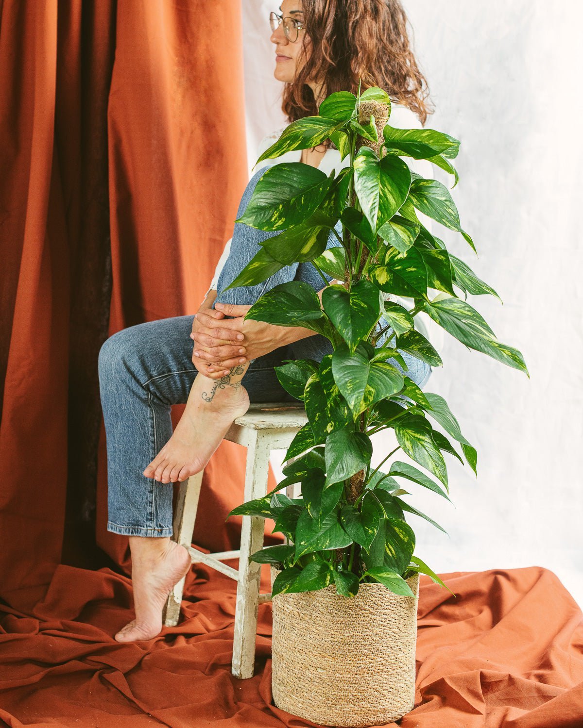 pothos suomeksi Epipremnum Pothos: Devil's Ivy, Easy Houseplant
