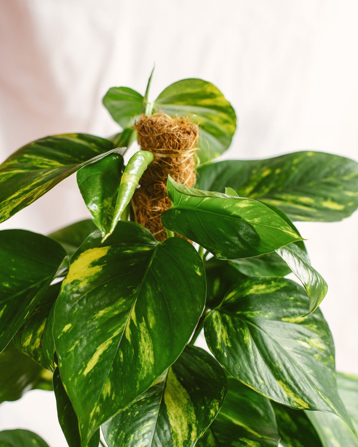 Livraison plante Epipremnum Pothos