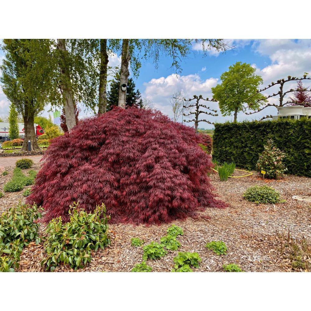 Livraison plante Erable du Japon - Acer 'Garnet'