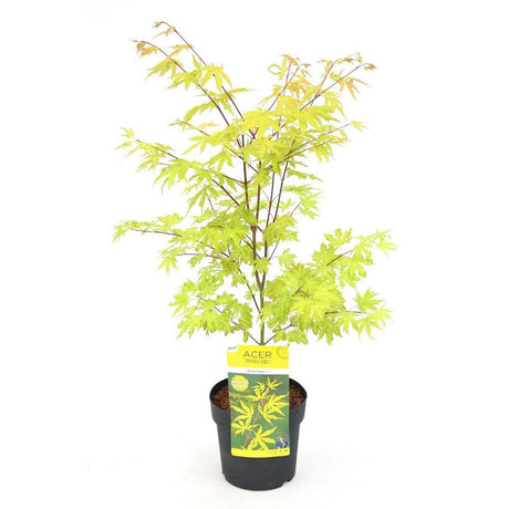 Livraison plante Erable du japon 'Anne Irene'® - ↨40cm - Ø19cm - plante d'extérieur