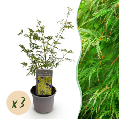 Livraison plante Erable du japon Emerald Lace