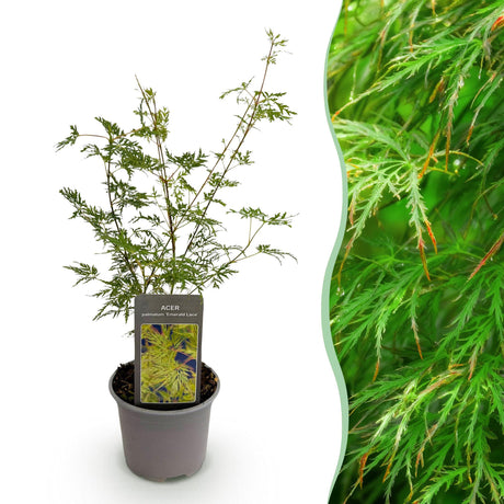 Livraison plante Erable du japon Emerald Lace