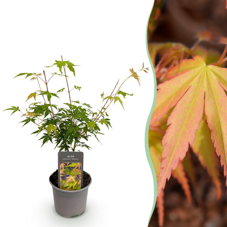 Livraison plante Erable du japon Katsura x1