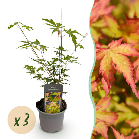 Livraison plante Érable du Japon Sangokaku