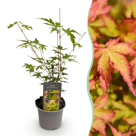Livraison plante Érable du Japon Sangokaku – Pot 12 cm – Hauteur 35 cm