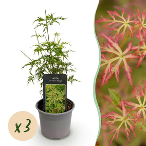 Livraison plante Érable du Japon Seiryu