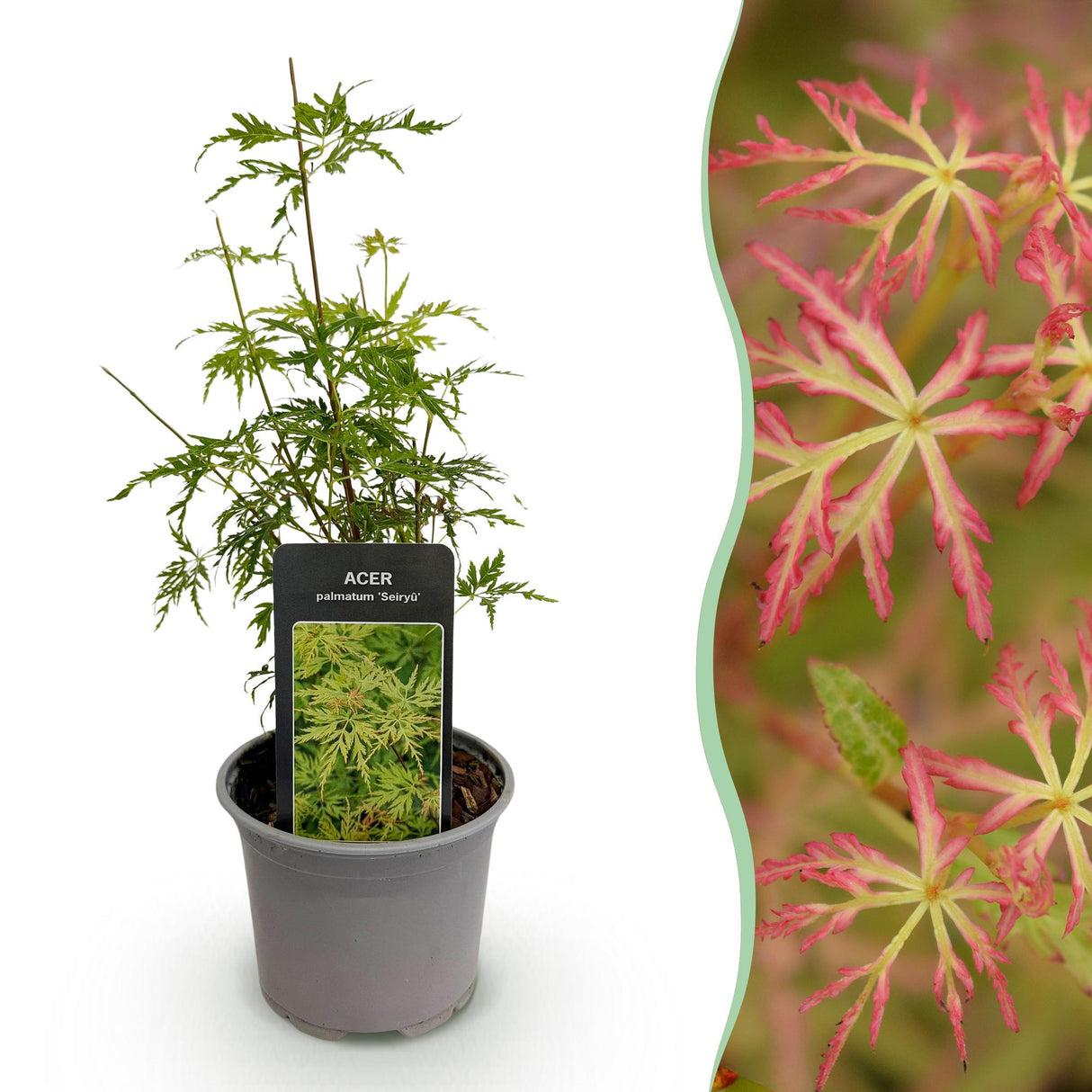 Livraison plante Érable du Japon Seiryu – Pot 12 cm – Hauteur 35 cm