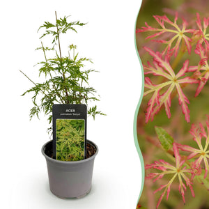 Livraison plante Érable du Japon Seiryu – Pot 12 cm – Hauteur 35 cm