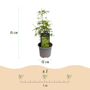 Livraison plante Érable du Japon Seiryu – Pot 12 cm – Hauteur 35 cm