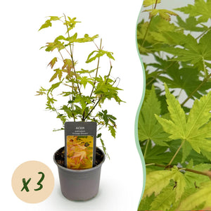 Livraison plante Erable Orange Dream en pot